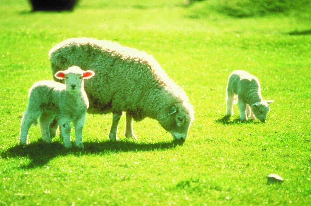 Christchurch – Sightseeing with Sheep Farm Tour and Morning Tea
