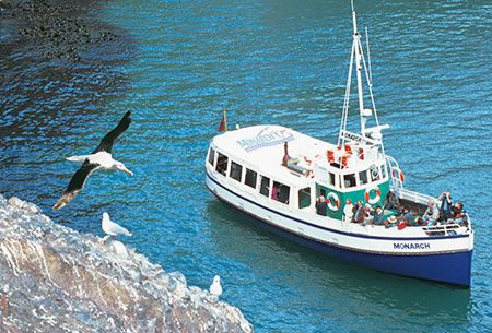 Dunedin – Otago Peninsula Wildlife Cruise and Larnach Castle