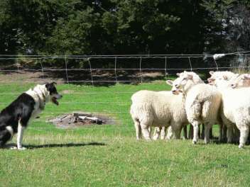Christchurch – Sightseeing with Sheep Farm Tour and Morning Tea