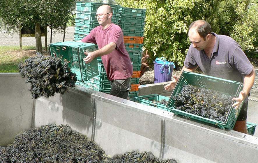 Auckland – West Coast Wine Tour