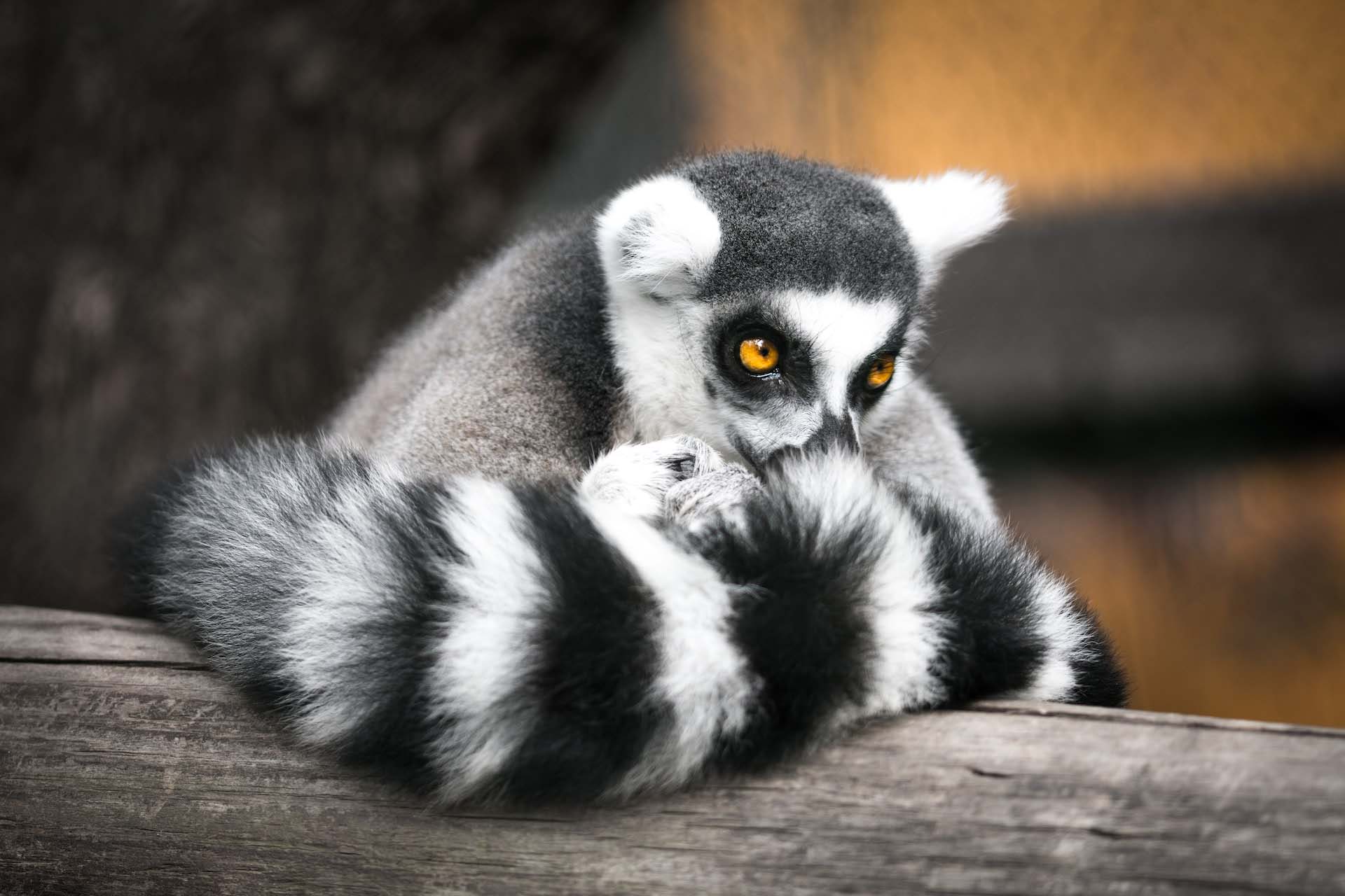 Akaroa – Christchurch City Sights with Willowbank