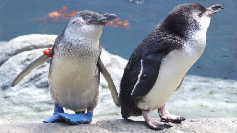 Christchurch – Sightseeing with International Antarctic Center