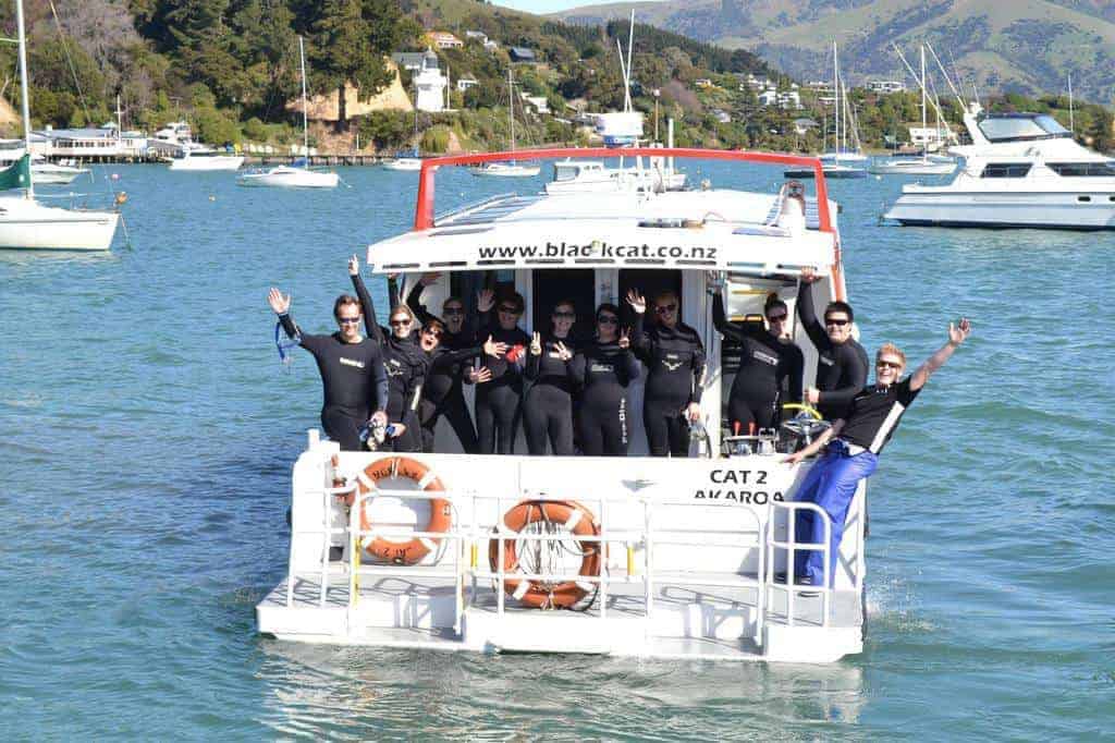 Akaroa – Swim with Dolphins