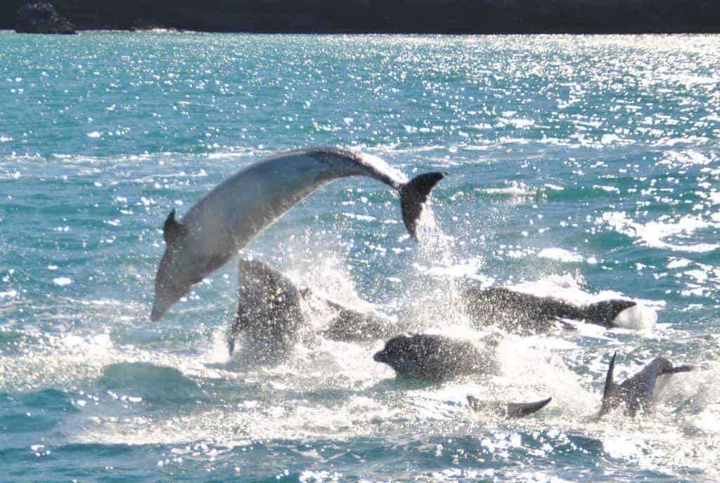 Akaroa – Swim with Dolphins