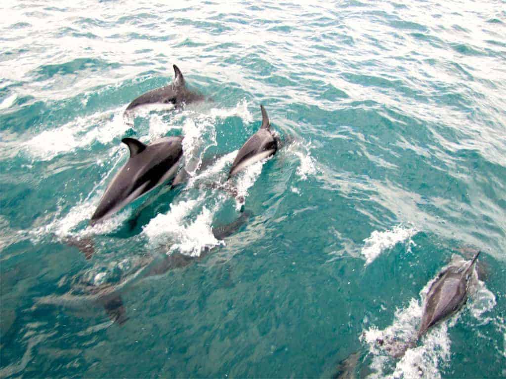 Akaroa – Harbour Nature Cruise