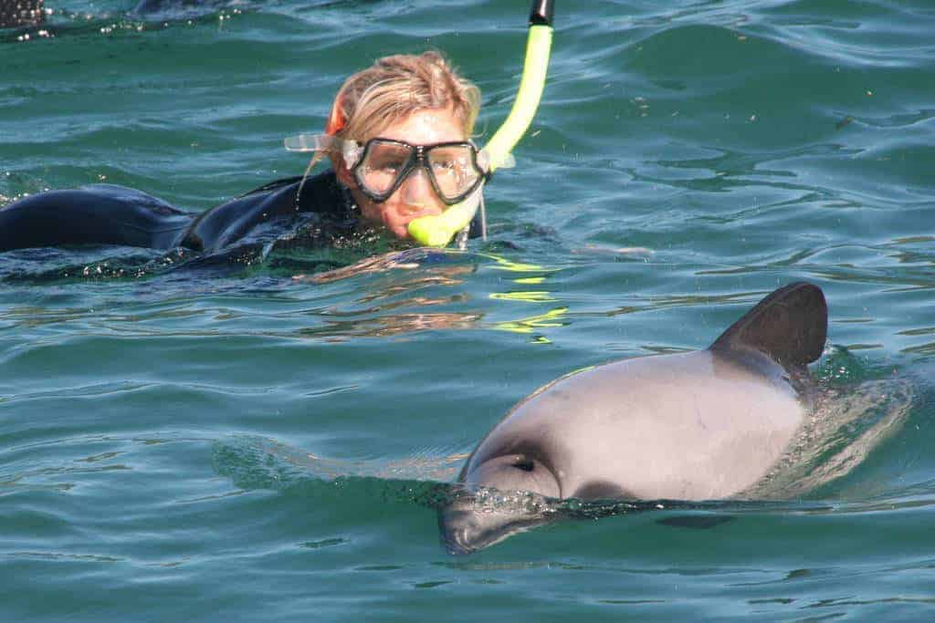 Akaroa – Swim with Dolphins