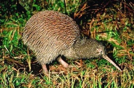 Christchurch – Sightseeing and Willowbank Wildlife Reserve