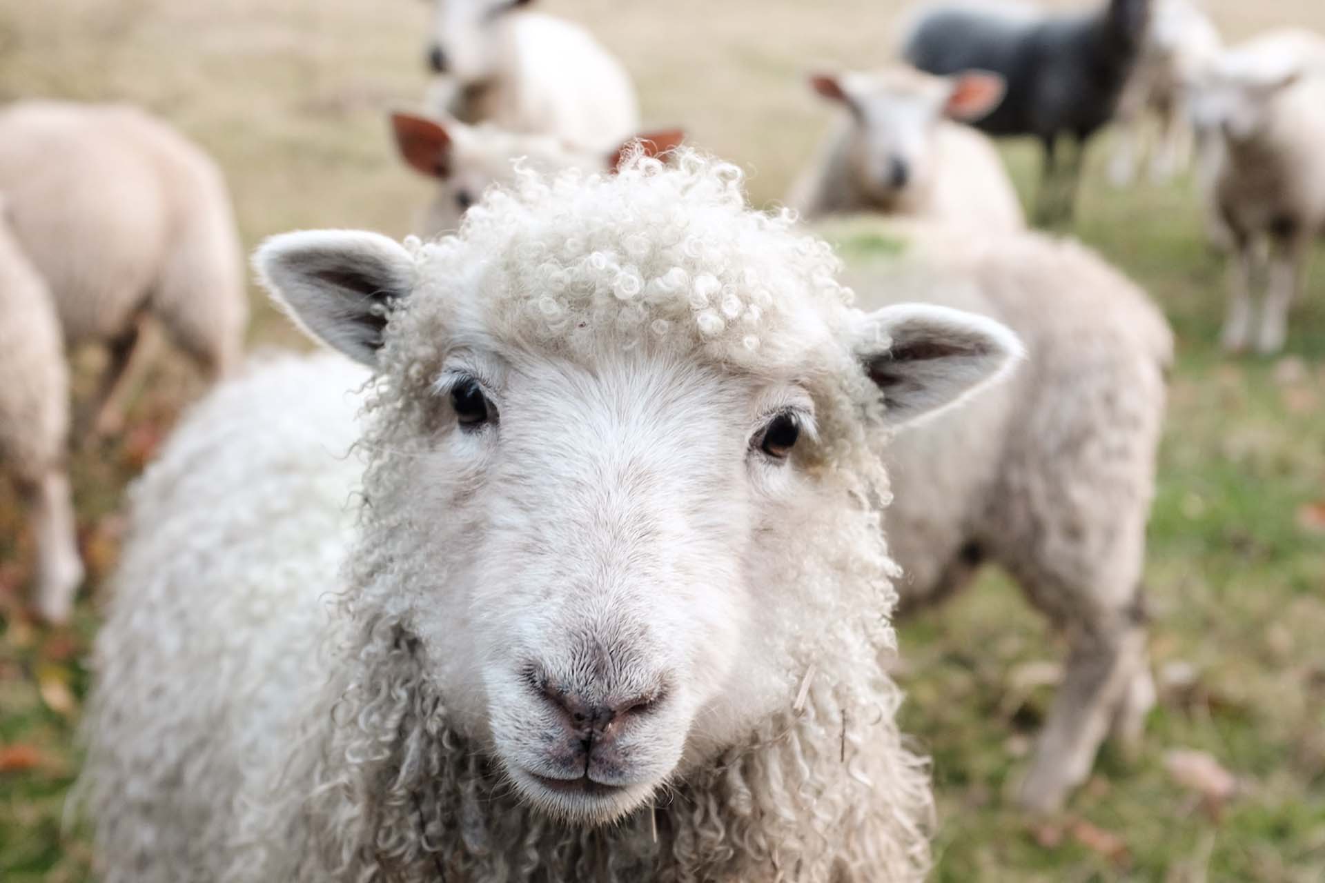 Akaroa – Bank Peninsula & Sheep Farm Tour with Cheese Factory