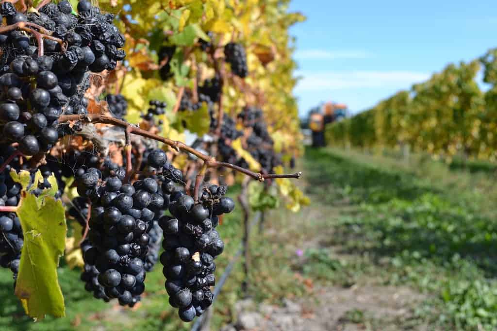 Christchurch – City Highlights with Waipara Wine Tour & Lunch