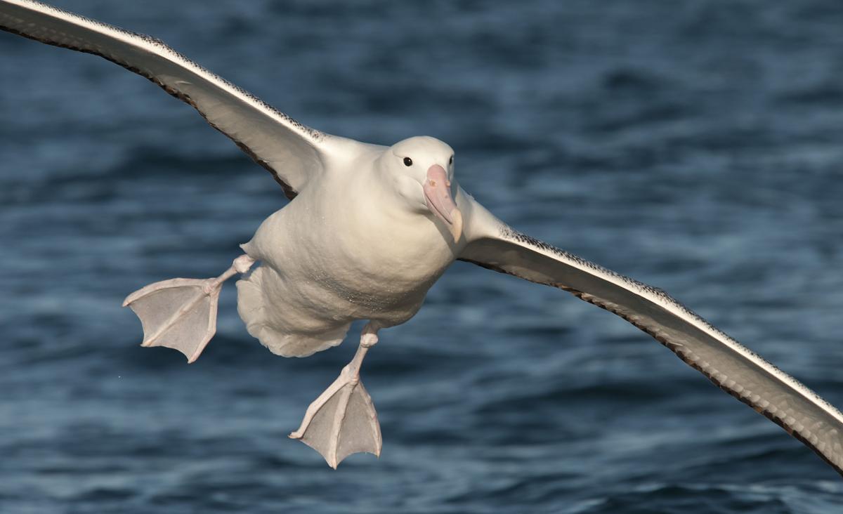 Dunedin – Otago Peninsula with Royal Albatross Centre & Yellow-Eyed Penguins