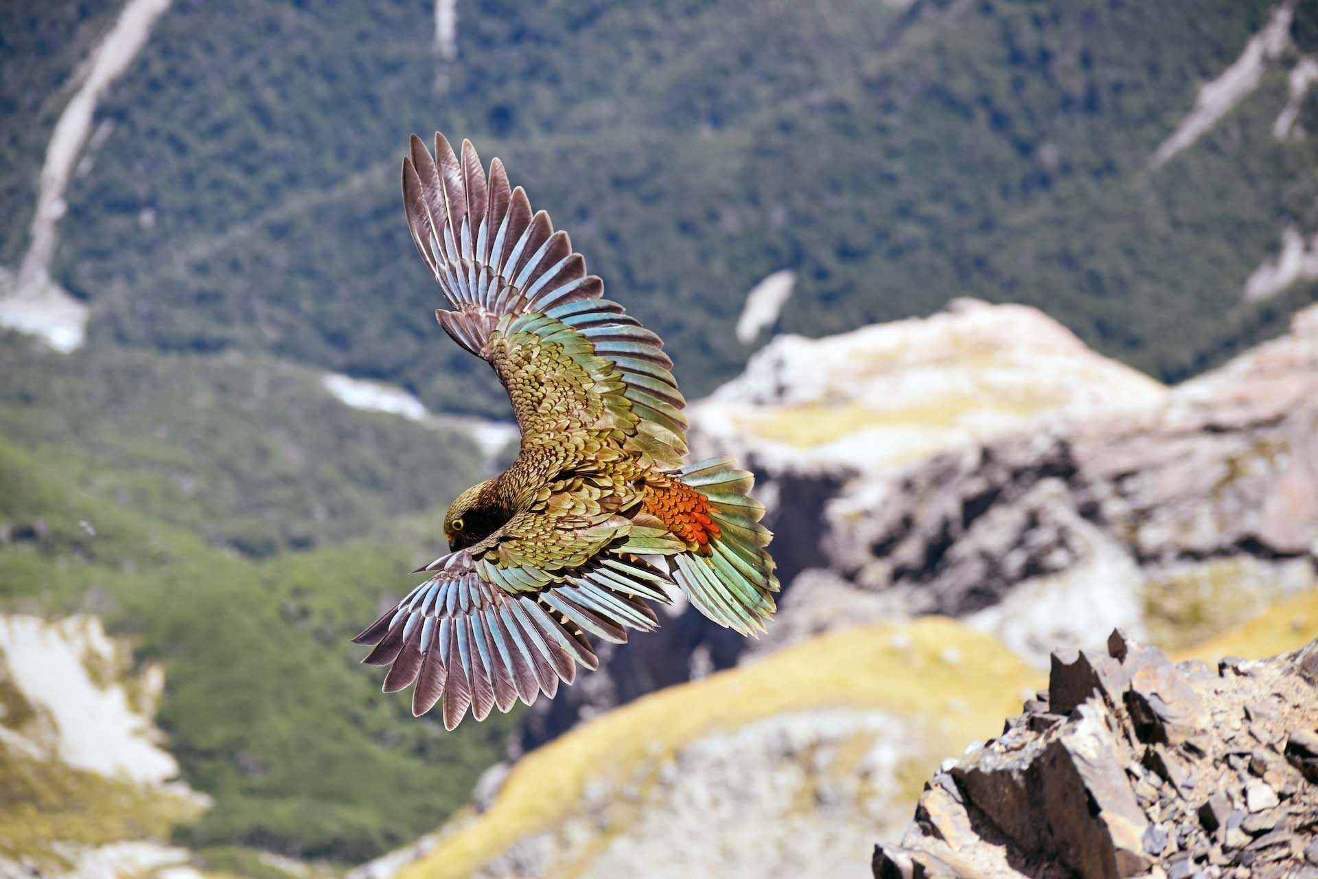 Christchurch – Arthurs Pass National Park Day Tour