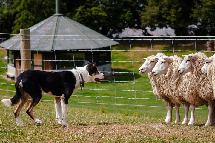 Sheep Farm Half Day Tour