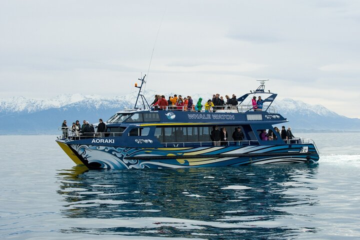 Kaikōura Overnight Tour – Whale Watching, Dolphin Swim & 1 Night Accommodation