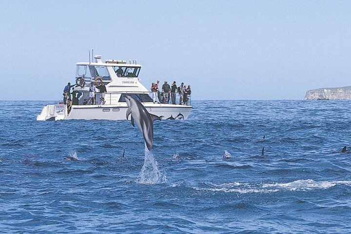 Kaikōura Overnight Tour – Whale Watching, Dolphin Swim & 1 Night Accommodation