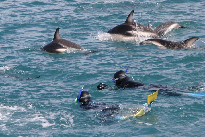 Kaikōura Overnight Tour – Whale Watching, Dolphin Swim & 1 Night Accommodation