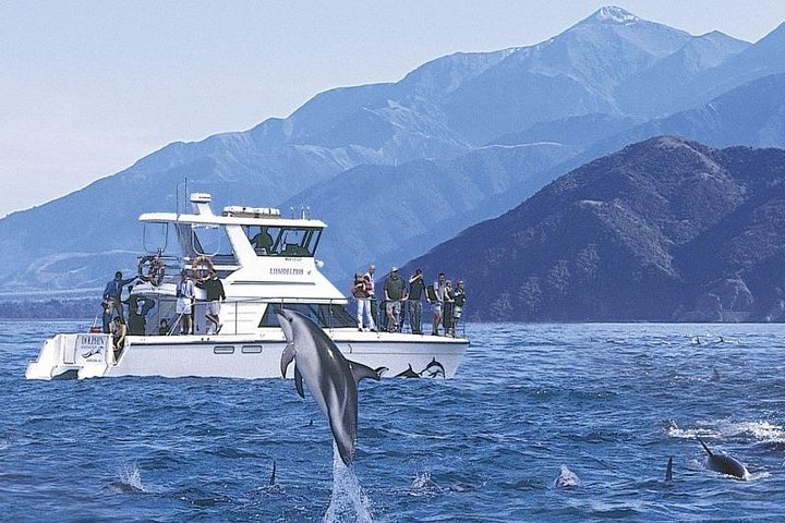 Kaikoura Dolphin Swim Day Tour from Christchurch