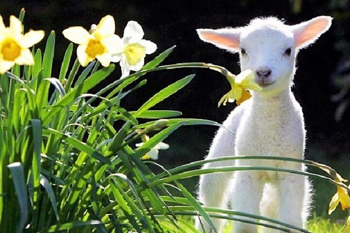 Sheep Farm Half Day Tour with Winery Visit