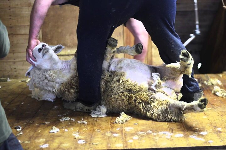 Sheep Farm Half Day Tour with Winery Visit