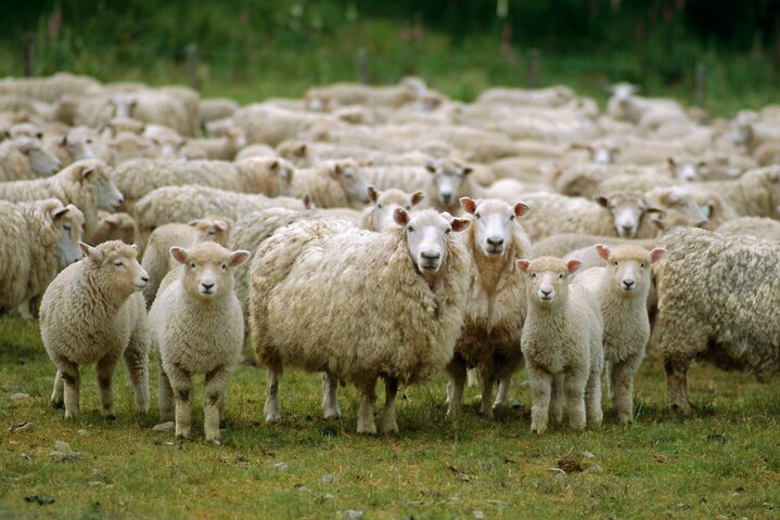 Sheep Farm Half Day Tour with Winery Visit