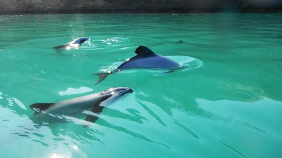 Akaroa Day Tour with Sea Kayaking
