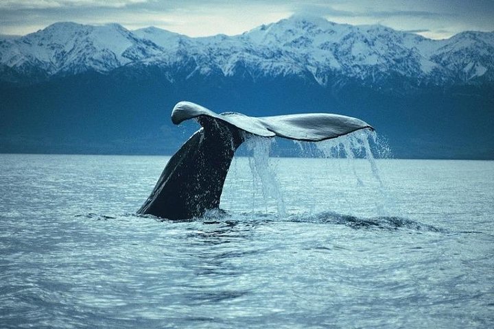 Kaikoura Day Tour with Whale Watching
