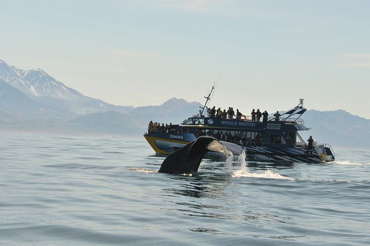 Kaikōura Day Tour with Whale Watching & Lunch