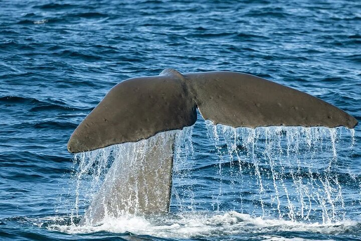 Kaikōura Day Tour with Whale Watching & Lunch