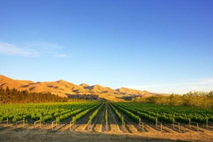 Waipara Wine Tour with Lunch & Tastings