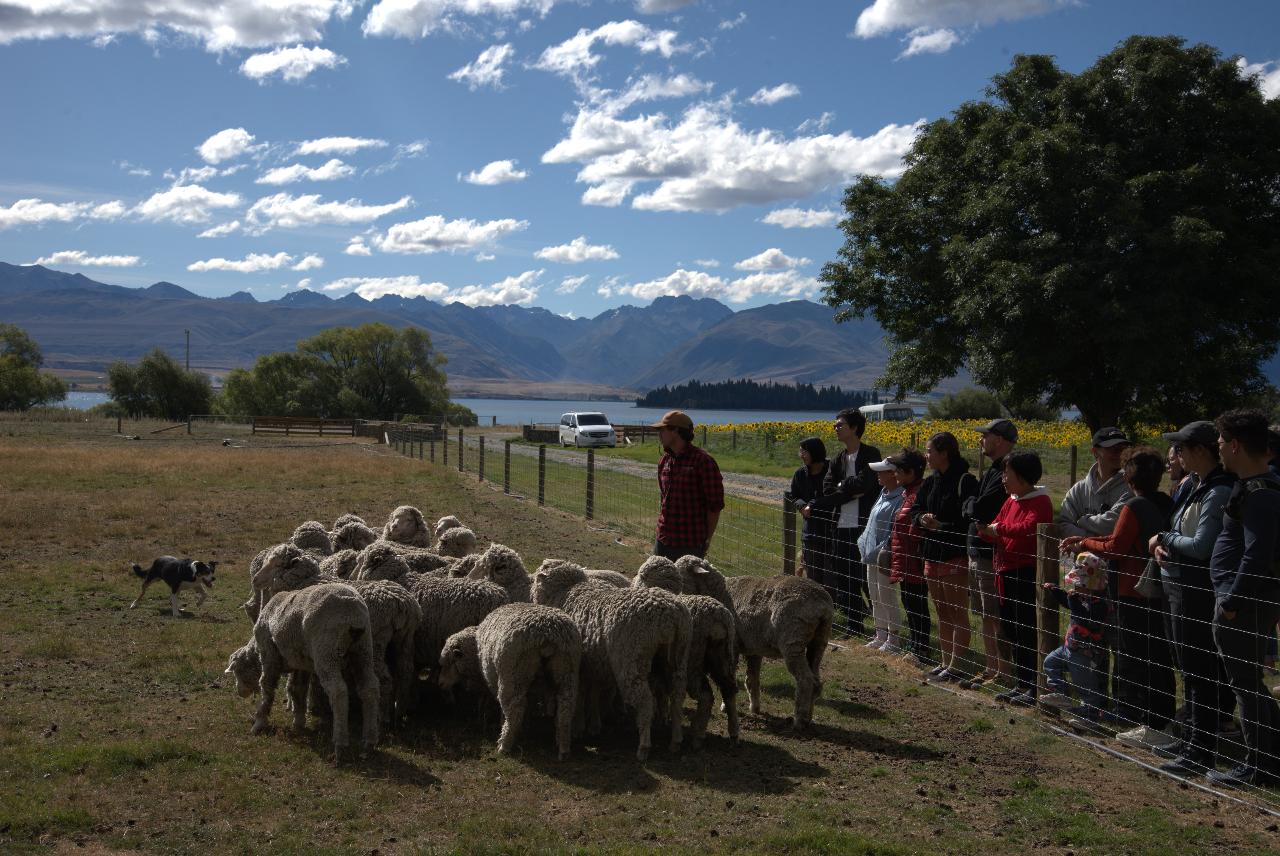 Timaru – High Country Sheep Farm