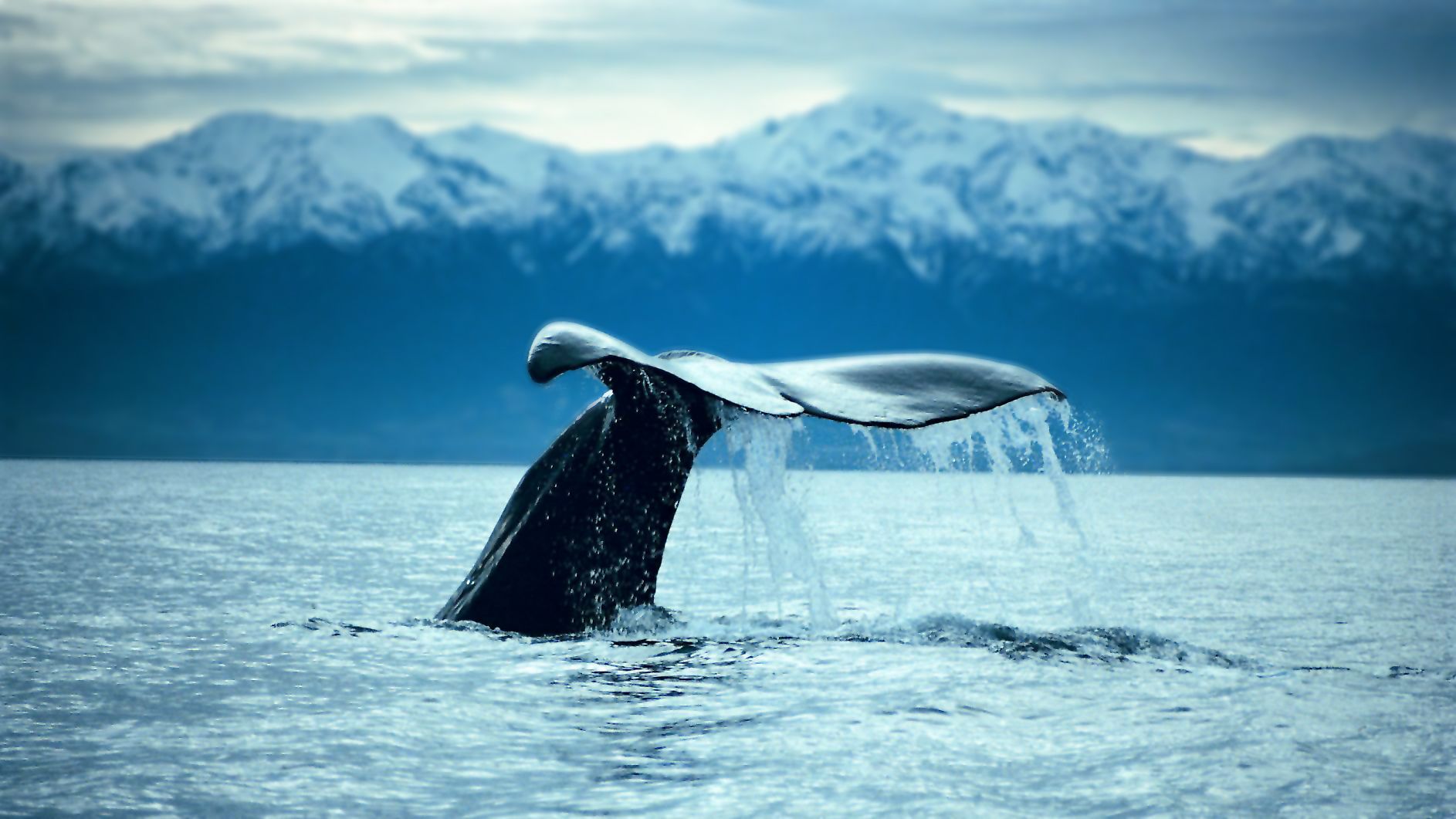 Kaikōura Day Tour with Whale Watching & One-Way Coastal Pacific Train