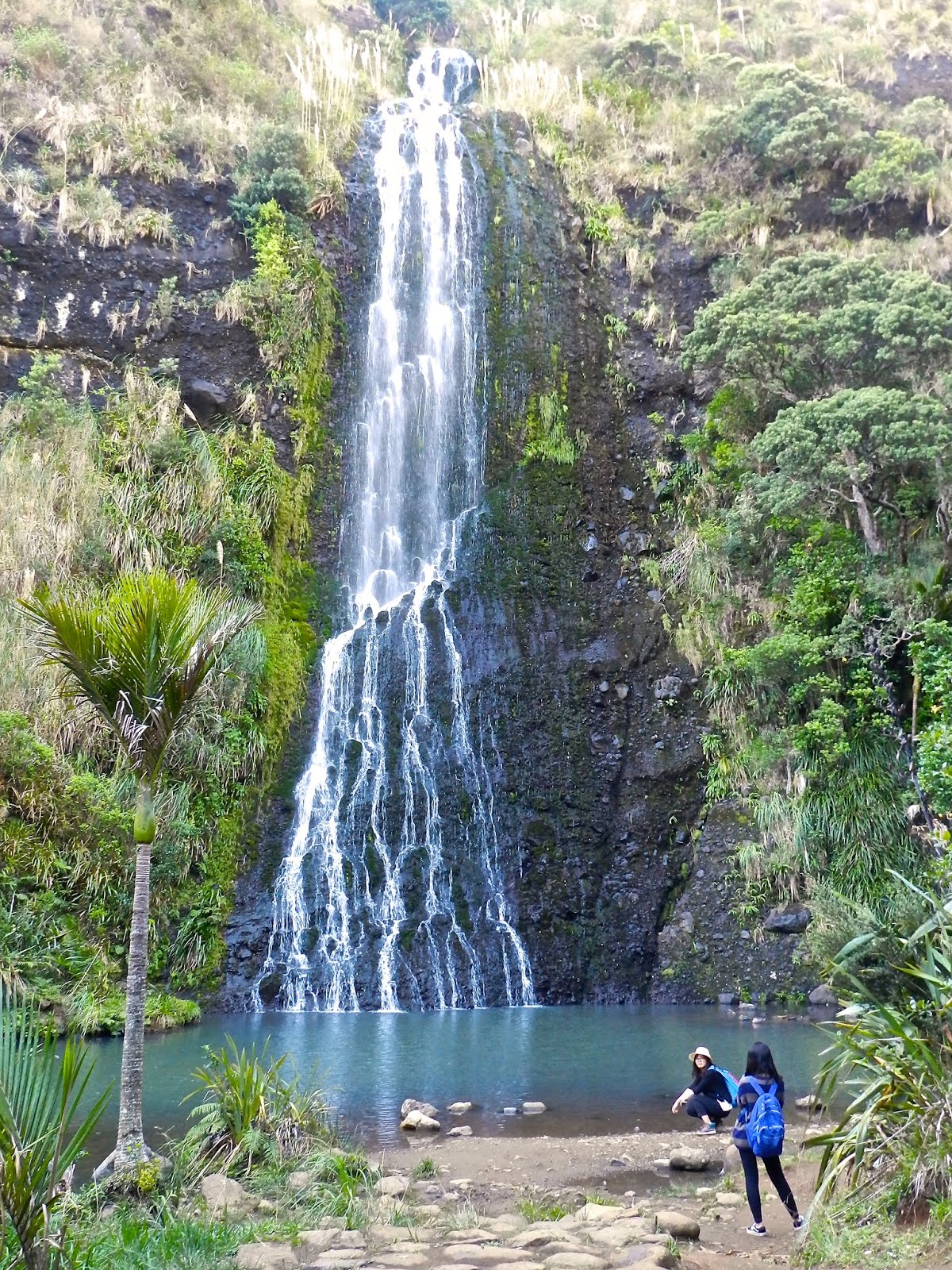 Auckland – Coast & Rainforest Walking day tour