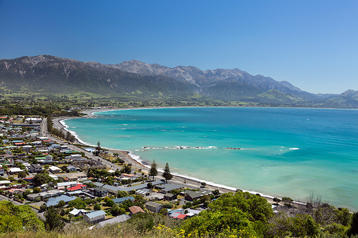 Kaikōura Albatross Encounter Day Tour from Christchurch