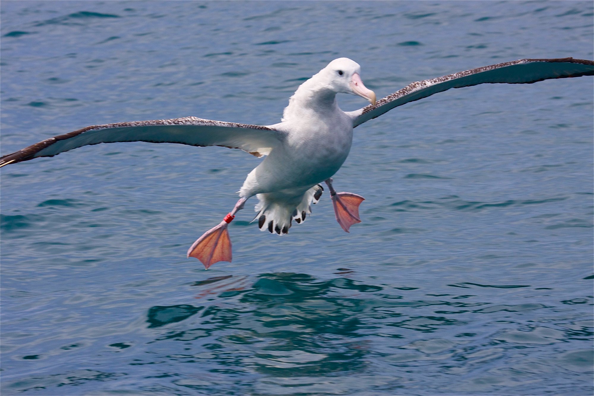 Kaikōura Albatross Encounter Day Tour from Christchurch