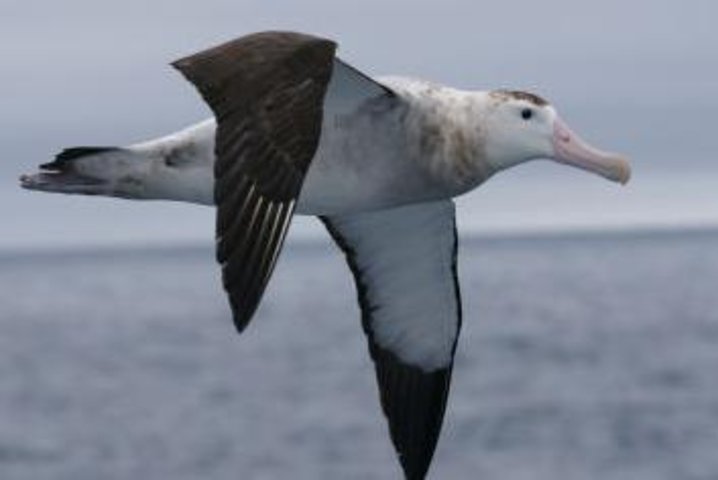 Kaikōura Albatross Encounter Day Tour from Christchurch