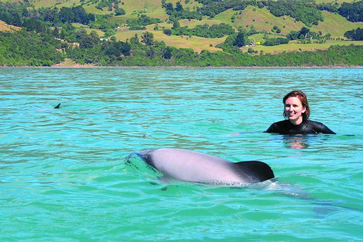 Akaroa Day Tour with Dolphin Swimming