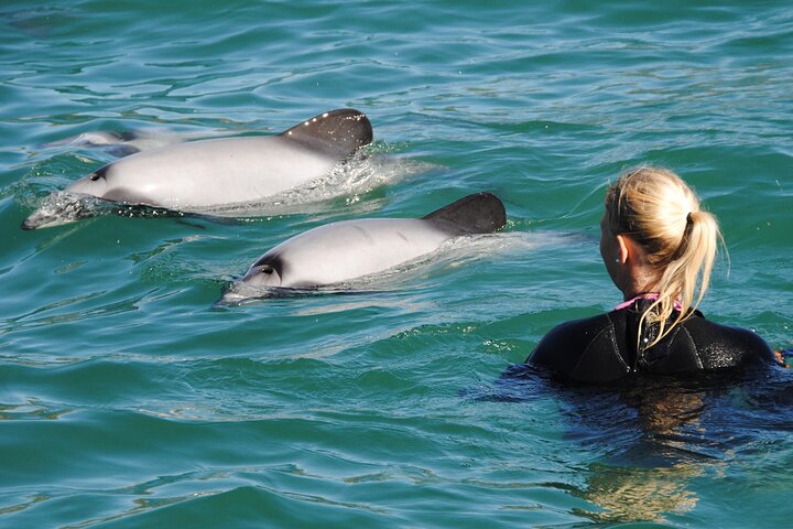 Akaroa Day Tour with Dolphin Swimming