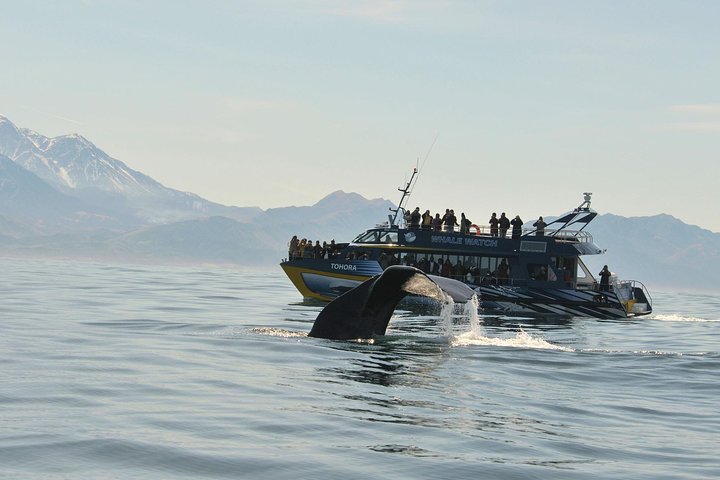Kaikōura Day Tour – Transport Only