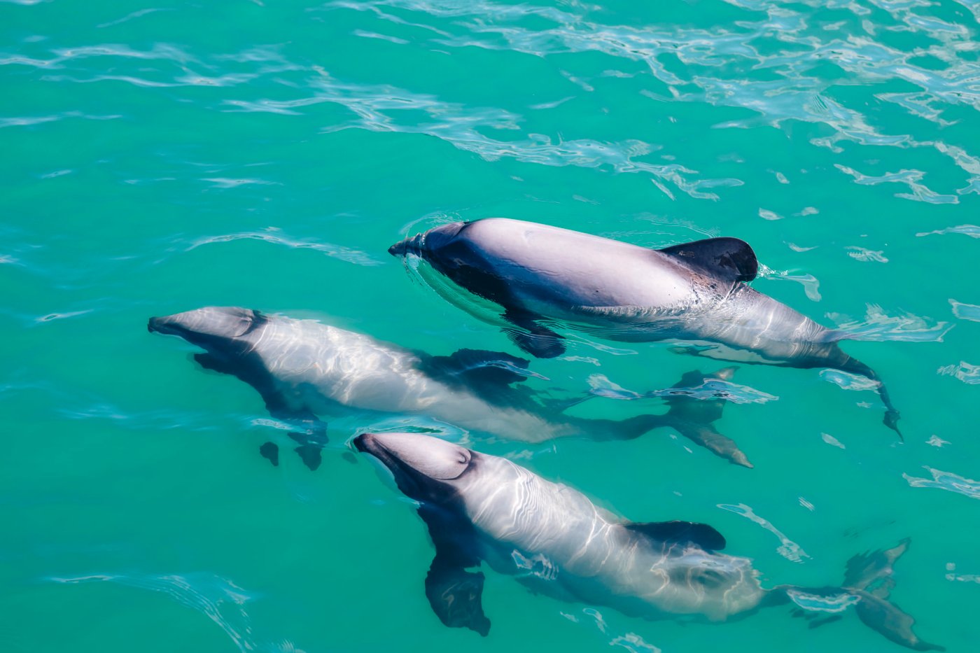 Akaroa Day Tour with Nature Cruise
